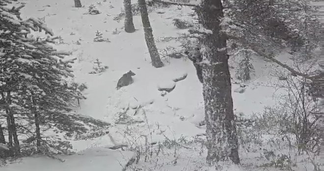Bolu'da kış uykusuna yatmayan ayılar kameraya yansıdı.....