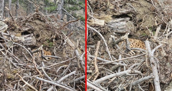 Bolu'da nesli tehdit altındaki vaşak ve yavruları görüntülendi.....