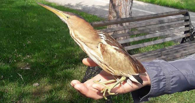 Bolu’da nesli tükenmekte olan kuş yaralı kuş tedavi edildi