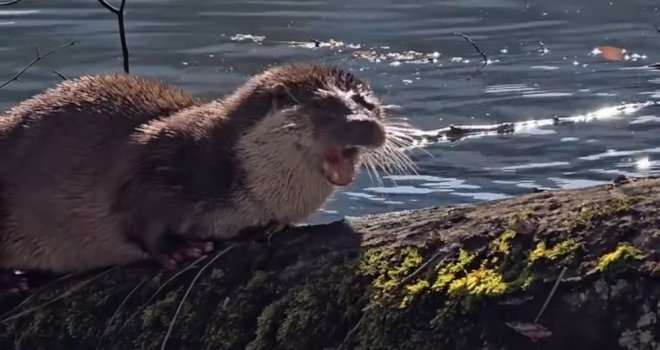 Bolu'da nesli tükenmekte olan su samuru görüntülendi