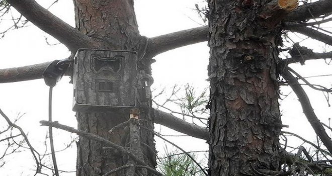 Bolu’da ormanlar yapay zeka fotokapanlarla korunuyor...