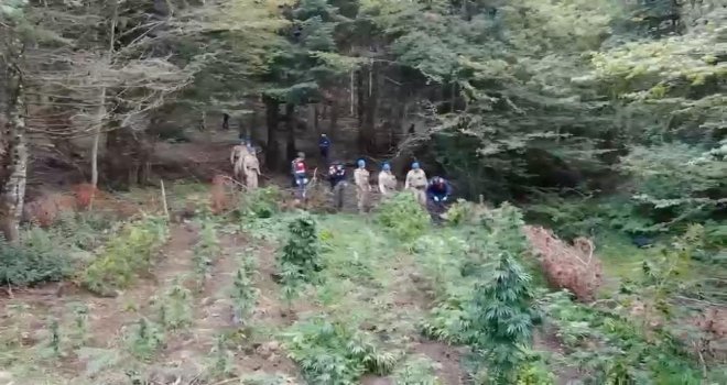 Bolu'da ormanlık alanda 288 kök kenevir ele geçirildi: 1 tutuklama