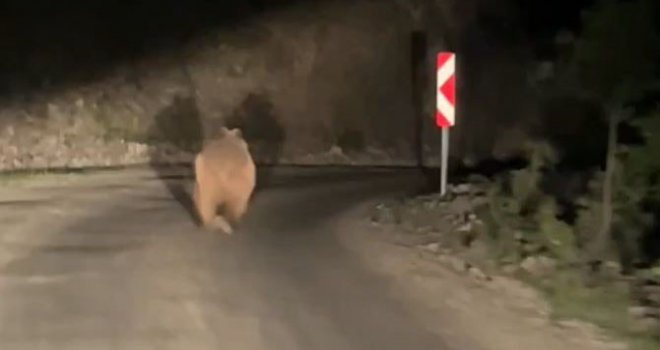 Bolu’da otomobil gören ayı korkup böyle kaçtı