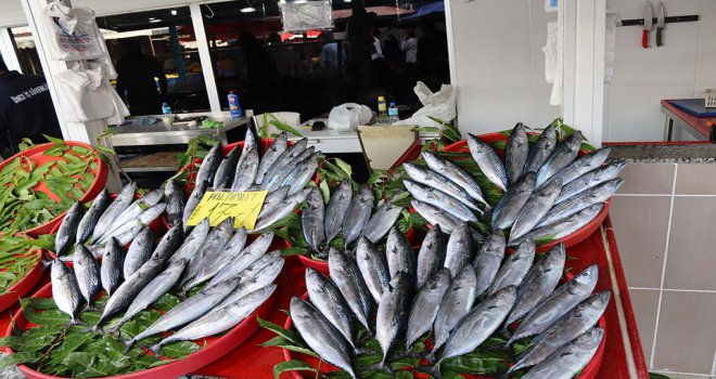 Bolu’da Palamut’un tanesi  17 buçuk lira üzerinden satılıyor