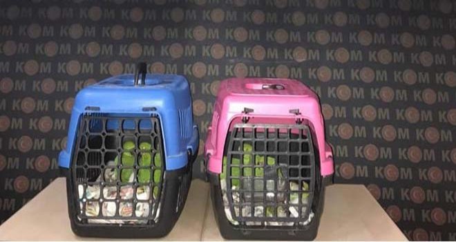 Bolu’da papağan kaçakçılarına operasyon: 2 gözaltı