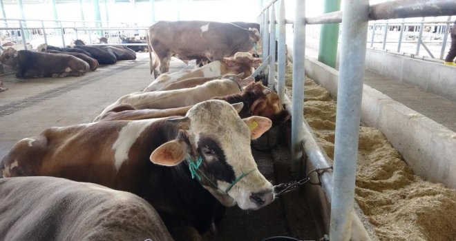 Bolu'da şap kısıtlamaları kaldırıldı....