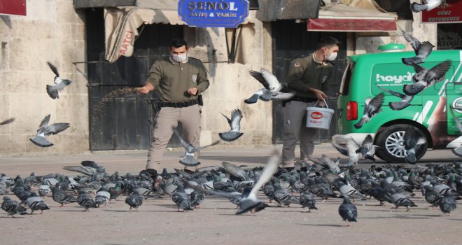 Bolu’da sessiz kalan sokaklardaki güvercinleri polisler besledi