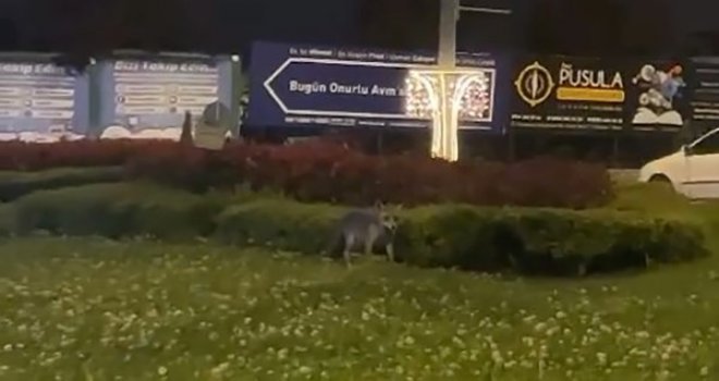 Bolu’da sokağa inen tilki, saniyelerce kameraya bakakaldı