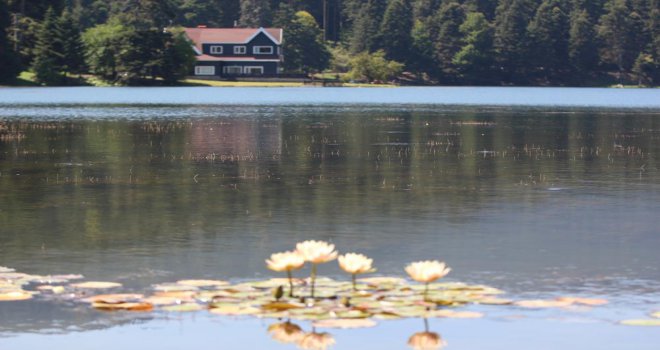 Bolu’da, tabiat parklarındaki nilüferleri koparanlara 160 bin lira ceza
