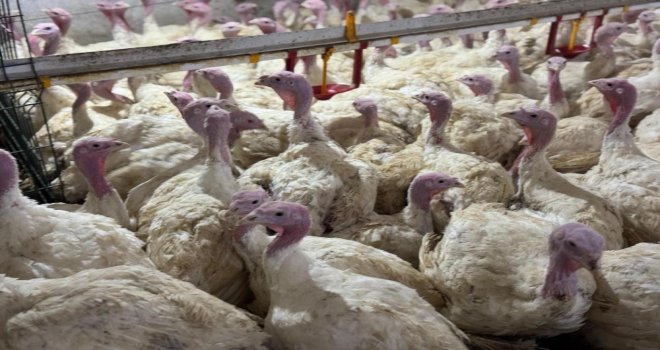 Bolu'da üreticilere ‘kuş gribi’ uyarısı