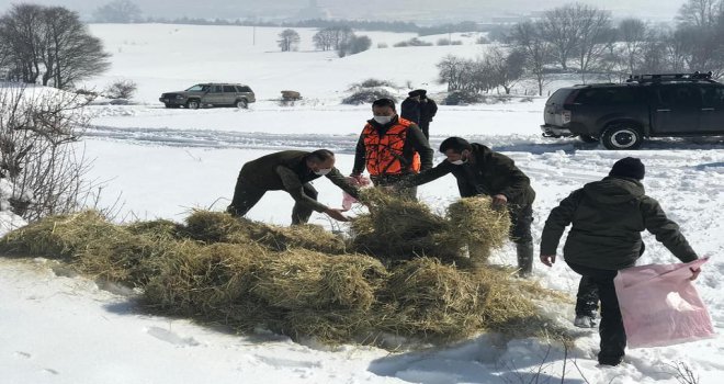 Bolu’da yaban hayvanları için doğaya yem bırakıldı