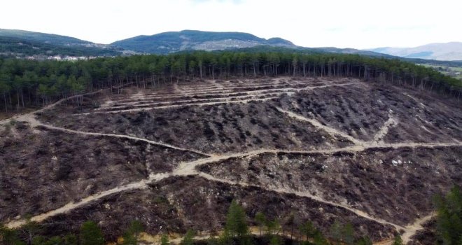Bolu'da yanan orman yeniden filizleniyor…..