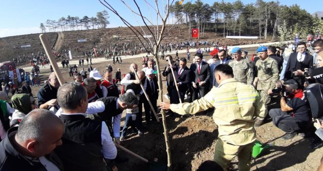 Bolu’da yanan orman yeniden yeşeriyor…....