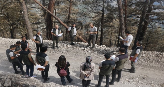 Bolu’da yanan ormanların yaraları sarılıyor…..