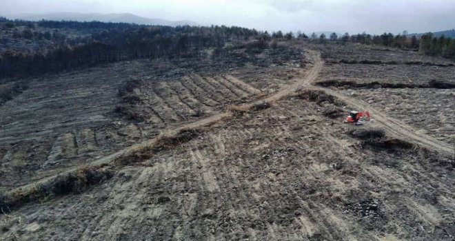 Bolu’da, yangında zarar gören 136 hektarlık alan ağaçlandırılacak