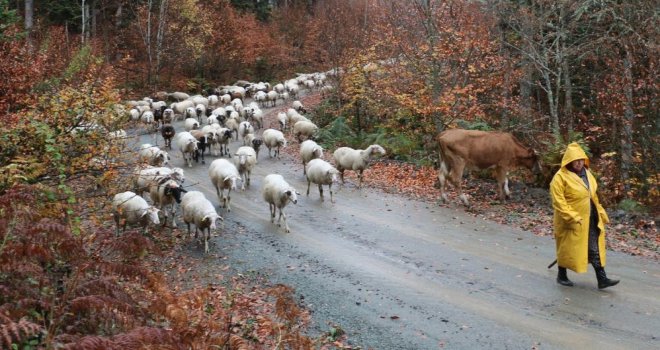 Bolu'da yaylalardan köylere göç başladı…..
