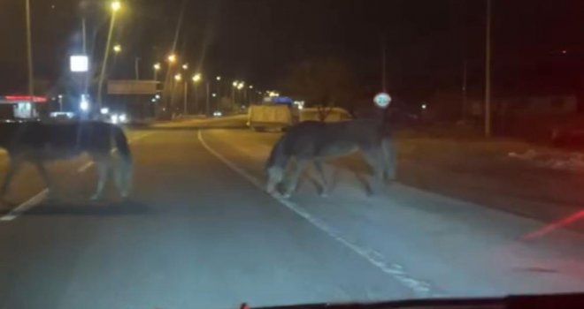 Bolu'da yılkı atları D-100'e indi: Orta refüjde otladılar.....