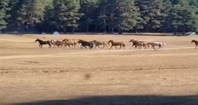 Bolu'da yılkı atlarına kurt saldırdı....