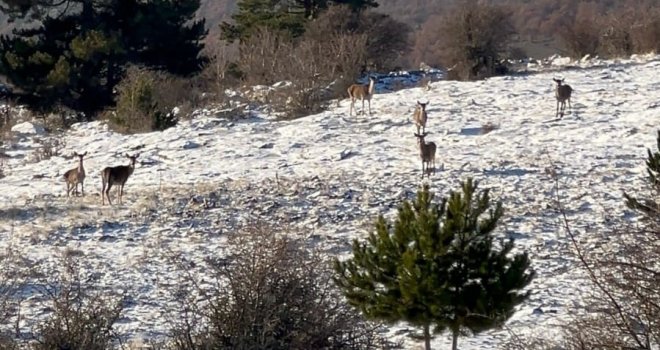 Bolu’da yiyecek arayan karaca sürüsü görüntülendi....