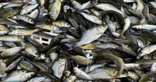 Bolu'dan, Ankara ve Kırıkkale'ye 2.5 milyon yavru sazan gönderildi