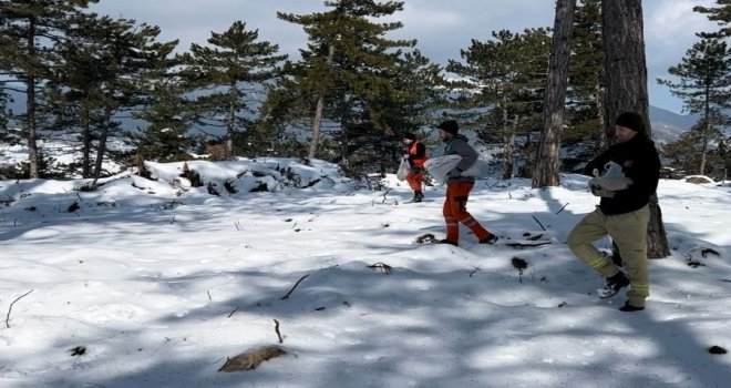 Bolu’nun ormanlarına tohum takviyesi......