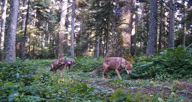 Bolu'nun yaban hayatı fotokapana yansıdı