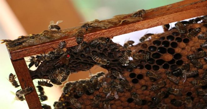 Bolu’nun yeni gözdesi arıcılık…