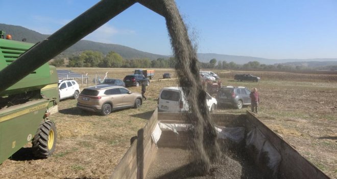 Bolu’nun yeni gözdesi ‘yağlık ayçiçeği’, 3 yılda üretim 2 katına çıktı