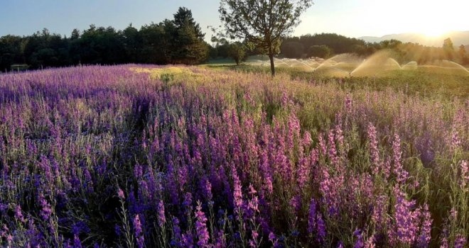 Buğday tarlası çiçek bahçesine döndü.........