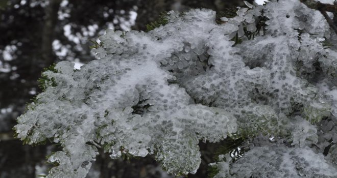 Çam ağaçlarının yaprakları buz tuttu......