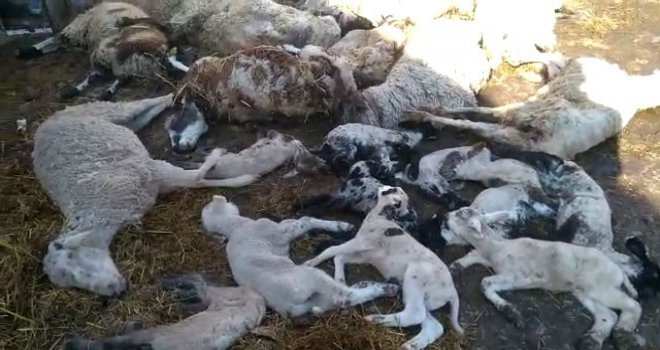 Çiçek hastalığı bulaşan 117 koyun ve kuzu telef oldu