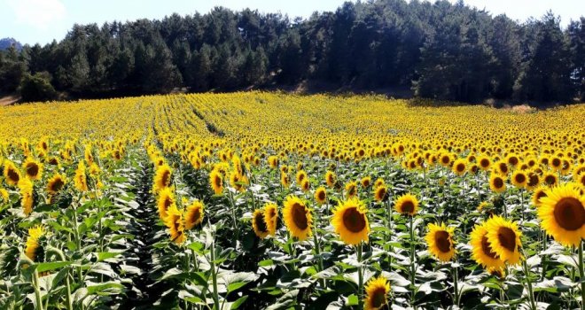 Çiftçiler ayçiçeği ekimine yöneldi.....