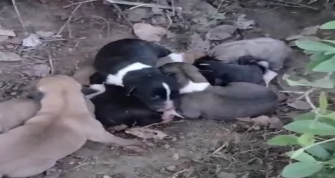 Çiftçinin dikkati 8 köpek yavrusunu ölümden kurtardı...