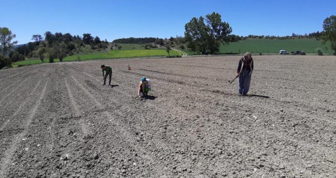 Domuzlar çiftçinin başına bela oldu: ‘20 dönüm tarlamızı mahvettiler’