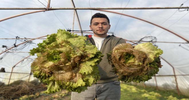 Düzce'de eksi 26 dereceye dayanamayan ürünler serada dondu