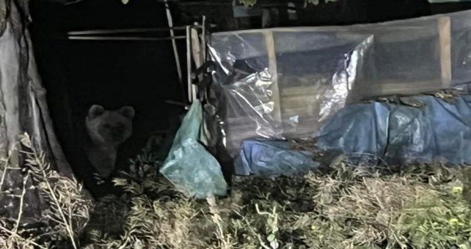 Evin bahçesine giren ayı aradığını bulamayınca uzaklaştı
