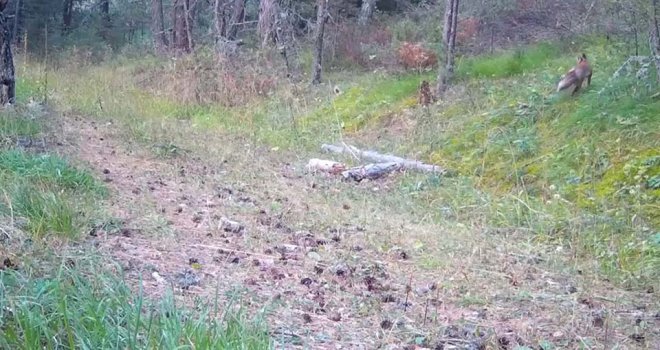 Fotokapana takılan belgesellik görüntüler