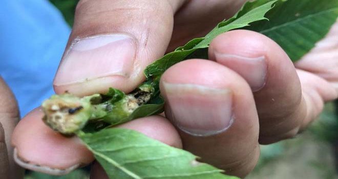 Gal arısına karşı mekanik mücadele