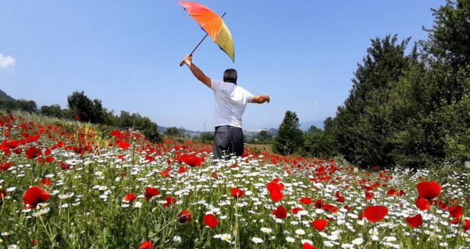 Gelincik ve papatya tarlası fotoğraf tutkunlarına görsel şölen sunuyor