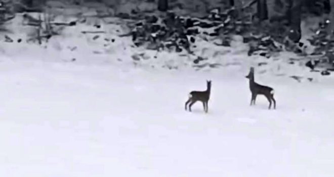 Geyiklerin kar neşesi kamerada….