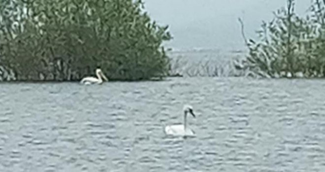 Göç eden 6 pelikan ve 1 kuğu Bolu'da görüntülendi