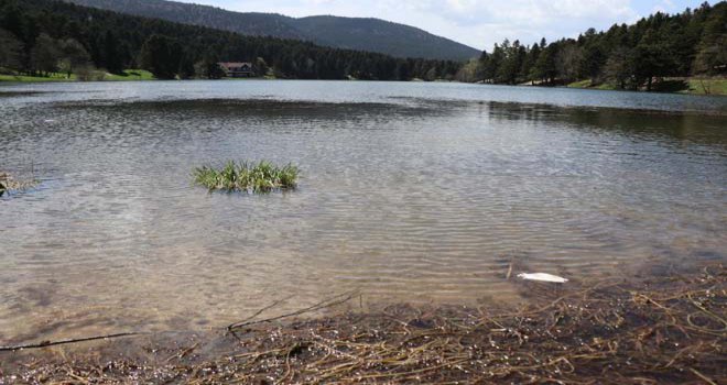 Gölcük’te açan çiçekler görsel şölen oluşturdu...........