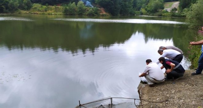 Gölköy’den getirilen 40 bin adet pullu sazan yavruları  Düzce’deki Göletlere bırakıldı