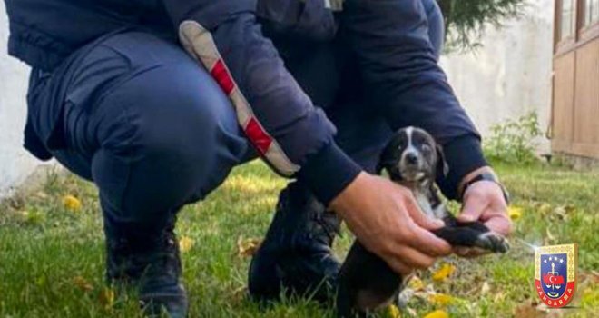 Görme engelli yavru köpek emin ellerde....