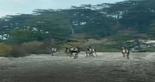 Göynük'te geyik sürüsü kameraya yansıdı