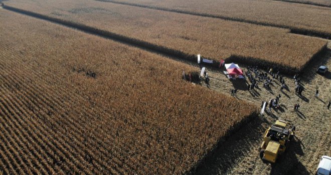 Hava şartları ve maliyetler, üreticileri patatesten mısıra yöneltti