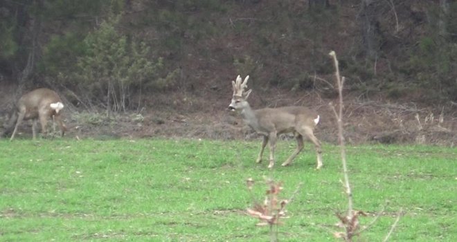 Hava sıcakları yükselince geyikler köylere kadar indi