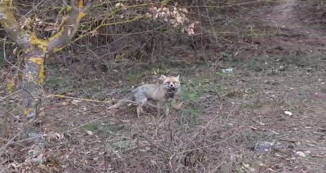 İftar vakti yiyecek arayan tilki, iftar sofrasına denk geldi