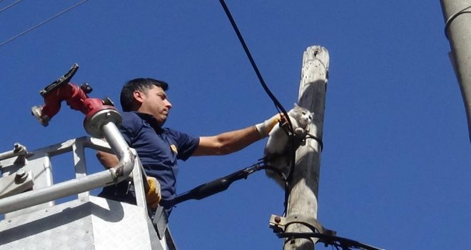 İki gündür aç susuz direkte mahsur kalan kedi kurtarıldı