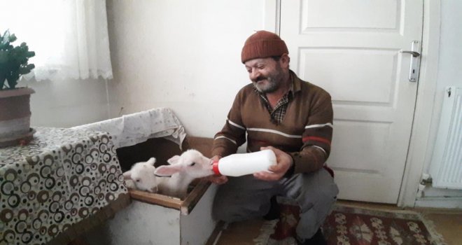 İkiz kuzular evin maskotu oldu..